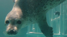 Spotted Seal (IMAGE)