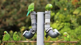 Parakeets at a Feeding Station (IMAGE)