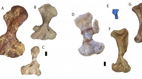 Fossil Forelimbs (IMAGE)