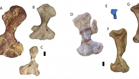 Fossil Forelimbs (IMAGE)