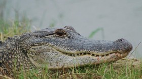 American Alligator (IMAGE)