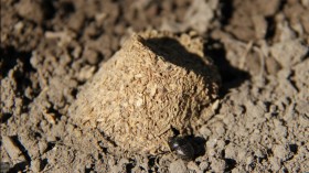 Dung Beetle (IMAGE)