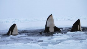 Killer Whale and Ice