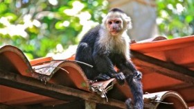 White-faced Capuchin (IMAGE)