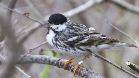 Blackpoll Warbler (IMAGE)