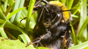 Queen Bumblebee (IMAGE)