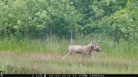 Coyote & Fawn (IMAGE)