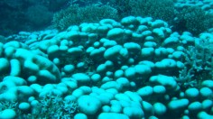 Bleached Coral (IMAGE)