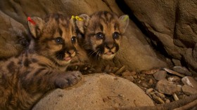 Mountain Lion Cubs (IMAGE)