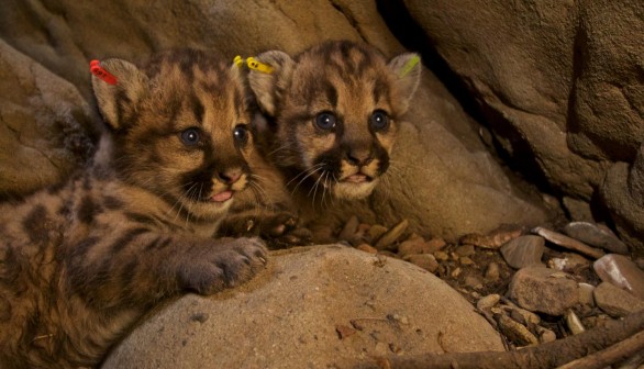 Mountain Lion Cubs (IMAGE)