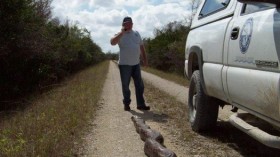 Burmese Python Everglades