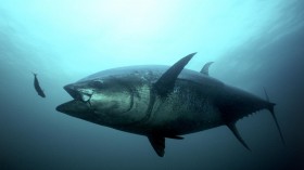 Bluefin Tuna (IMAGE)