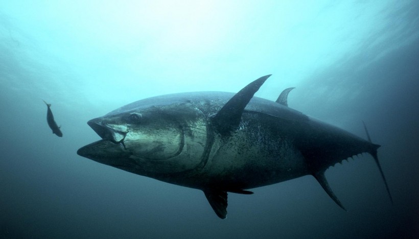 Bluefin Tuna (IMAGE)