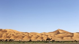 Grazing Camels