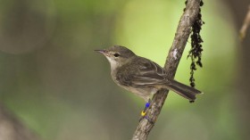 Seychelles Warbler (IMAGE)