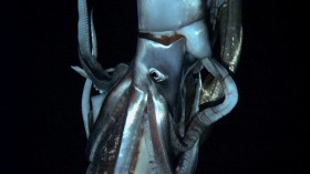 Giant Squid