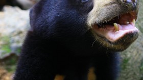 Mature Female Sun Bear in Malaysia (IMAGE)