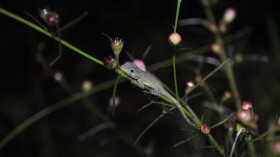 Anolis Lizard (IMAGE)