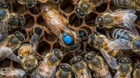 A Two-Step Path to Shrinking Worker Bee Gonads (IMAGE)