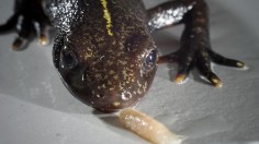 The Italian Crested Newt (IMAGE)