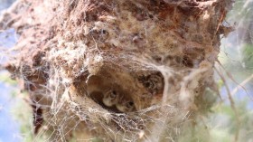 The Most Aggressive Spider Societies Are not Always the Ones that Flourish (2 of 3) (IMAGE)