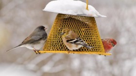 Backyard Bird Feeder (IMAGE)