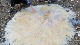 giant jellyfish in Australia a new species 