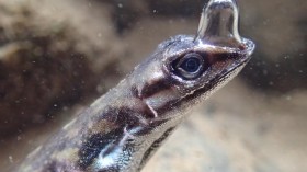 Water Anole (IMAGE)