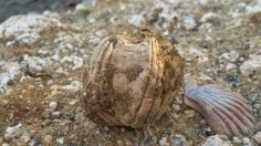 Fossilized Whale Barnacle (IMAGE)