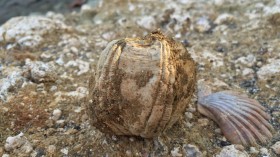 Fossilized Whale Barnacle (IMAGE)