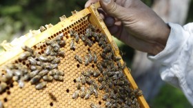 Honey Bee Colony