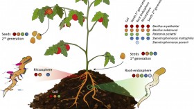 Plant System (IMAGE)