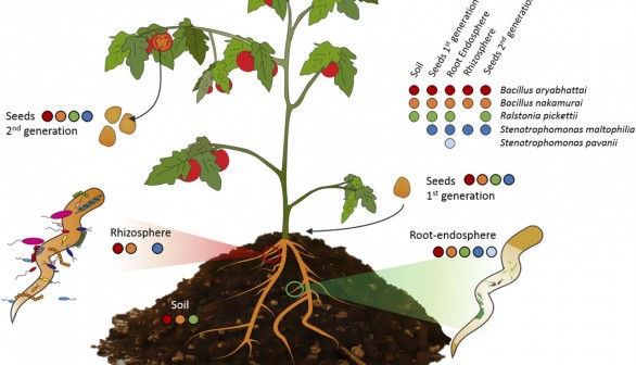 Plant System (IMAGE)