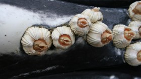 Modern Whale Barnacles (IMAGE)