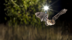 Nathusius' Pipistrelle (IMAGE)