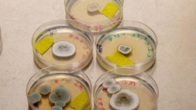 Fungal Growth In Petri Dishes (IMAGE)