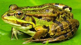 amphibian frog