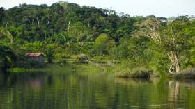 Microorganisms are the main emitters of carbon in Amazonian waters (Image)