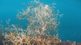 Amathia verticillata (IMAGE)