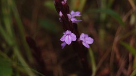 Striga gesnerioides - Purple Witchweed