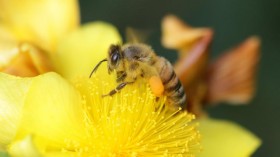 Honey Bee (IMAGE)