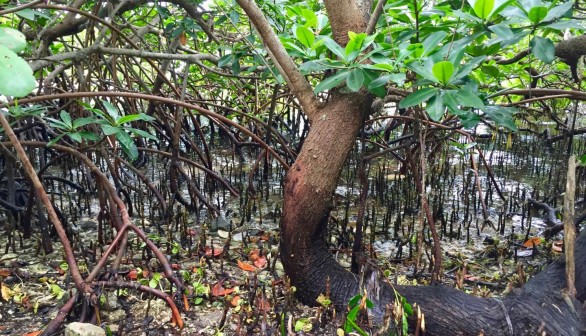 Mangrove Habitat (IMAGE)