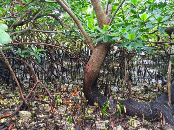 Mangrove Habitat (IMAGE)