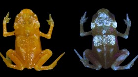 Pumpkin Toadlet (Brachycephalus ephippium) (IMAGE)