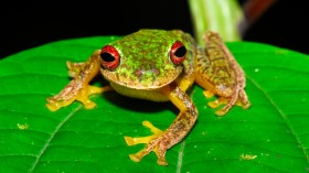 Mossy Red-eyed Frog (IMAGE)