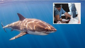 New Study Finds Great White Sharks With High Levels Of Mercury, Arsenic And Lead In Their Blood (IMAGE)