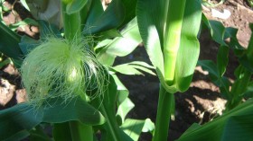 Barren Stalk (IMAGE)