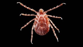 Asian Longhorned Tick (IMAGE)