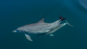 Dolphin Mother and Calf (IMAGE)