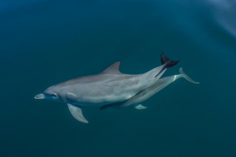 Dolphin Mother and Calf (IMAGE)